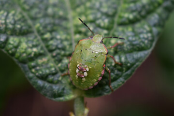 Insecte : punaise verte.