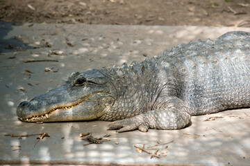 the alligator has sharp pointed teeth