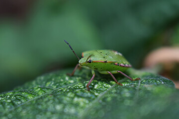 Insecte : punaise verte.