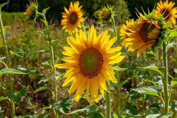 Sunflowers with large flowers grow in the field in the sun