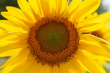 Obraz premium Background image - yellow sunflower flower close up