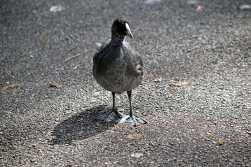the Eurasian coot chick is walking on the path