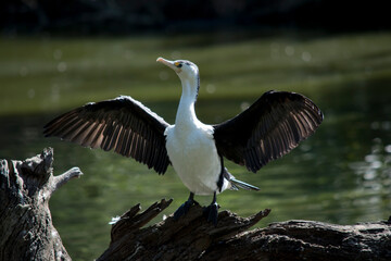 the pied cormorant is drying off his wings