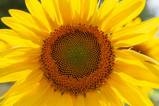 Background image - yellow sunflower flower close up