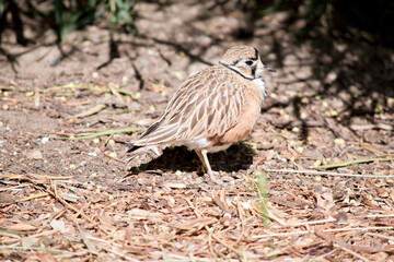 this is a side view of an inland dotterel