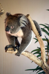 the koala is about to jump to another branch