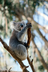 the koala is sitting in the fork of a tree