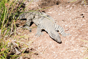 the lace monitor grows up to two metres long
