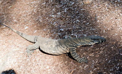 this is a side view of lace monitor or goanna