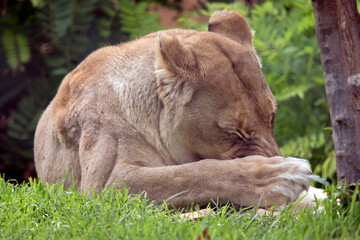 the lioness has her paw over her face