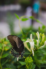 butterfly on a flower