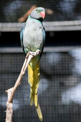 the malabar parakeet is perched on a tree branch
