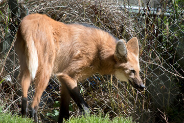 the maned wolf is walking next to a fence