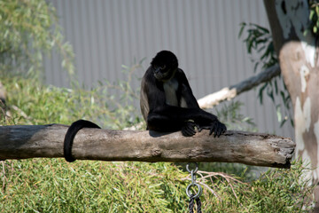 the spider monkey is resting on a tree branch