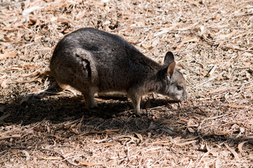 the tammar wallaby is on the endanger animals list