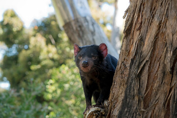 the Tasmanian devil is a black marsupial with brown eyes a sharp cutting teeth