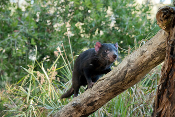 the Tasmanian devil is a black marsupial with brown eyes a sharp cutting teeth