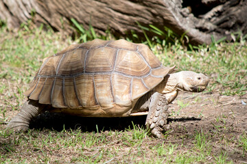 this is a side view of a African spurred tortoise