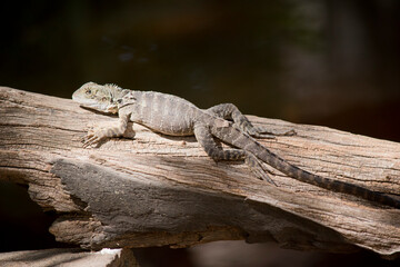 this is a side view of a water dragon lizard