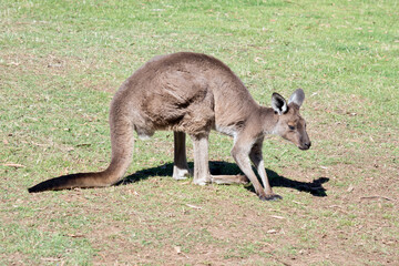 this is a side view of a western grey kangaroo