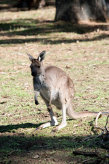 Naklejka na ściany i meble the western grey kangaroo is grazing
