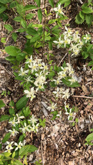 Virgin's Bower