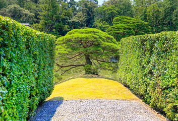 京都、桂離宮庭園の松