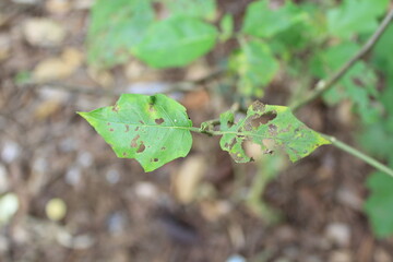focus on the leaves that have holes because they are eaten by caterpillars