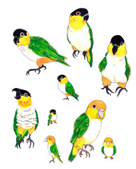 色鉛筆画のシロハラインコ