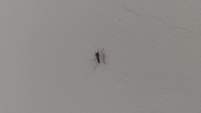 Mosquito en la pared gris de una casa