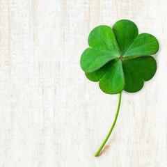 Close up clover leaves on white shabby wooden background. The symbolic of Four Leaf Clover the...
