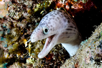 White moray eel looking to camera