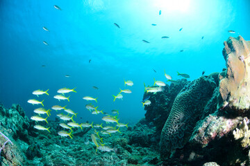 Obraz premium Underwater scene with school of fish, coral reef and blue ocean in the background
