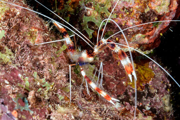 Banded Coral Shrimp (Stenopus hispidus )