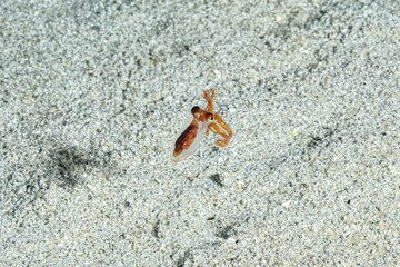 Juvenille baby octopus