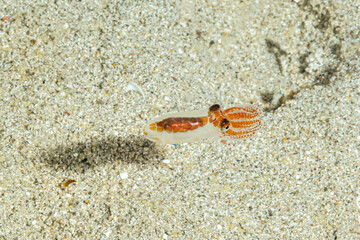 Juvenille baby octopus