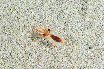 Juvenille baby octopus