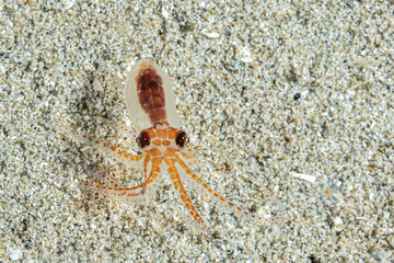 Juvenille baby octopus
