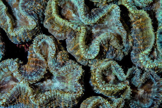 Open Brain Coral Details and beautiful pattern