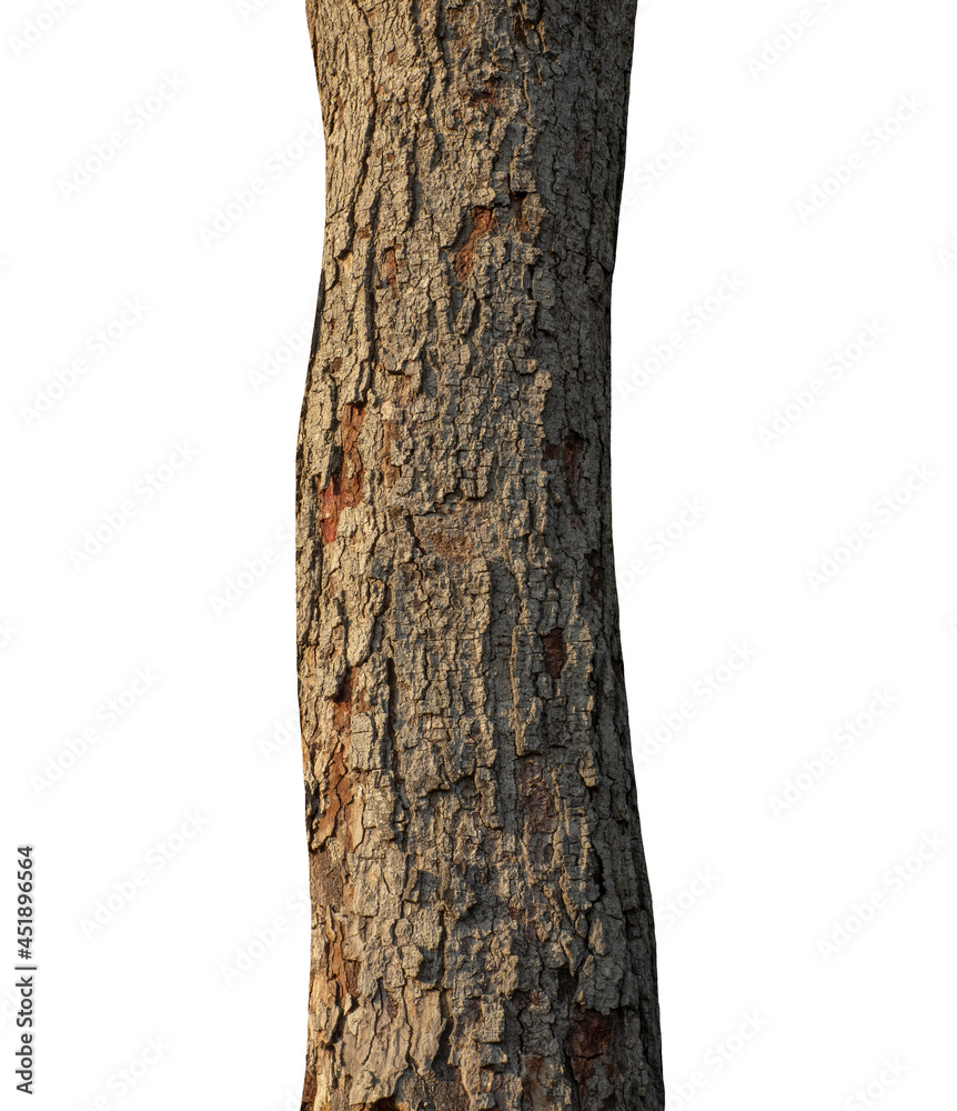 Poster trunk of a tree isolated on white background