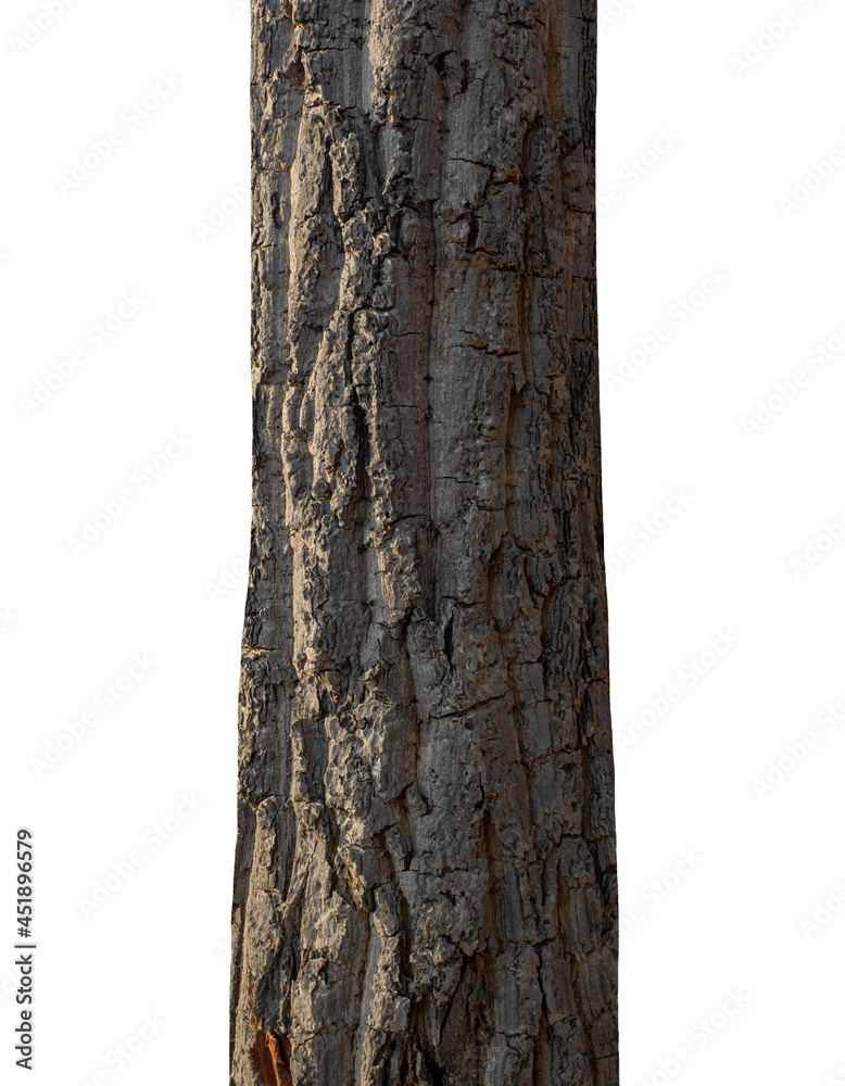 Poster Trunk of a Tree Isolated On White Background