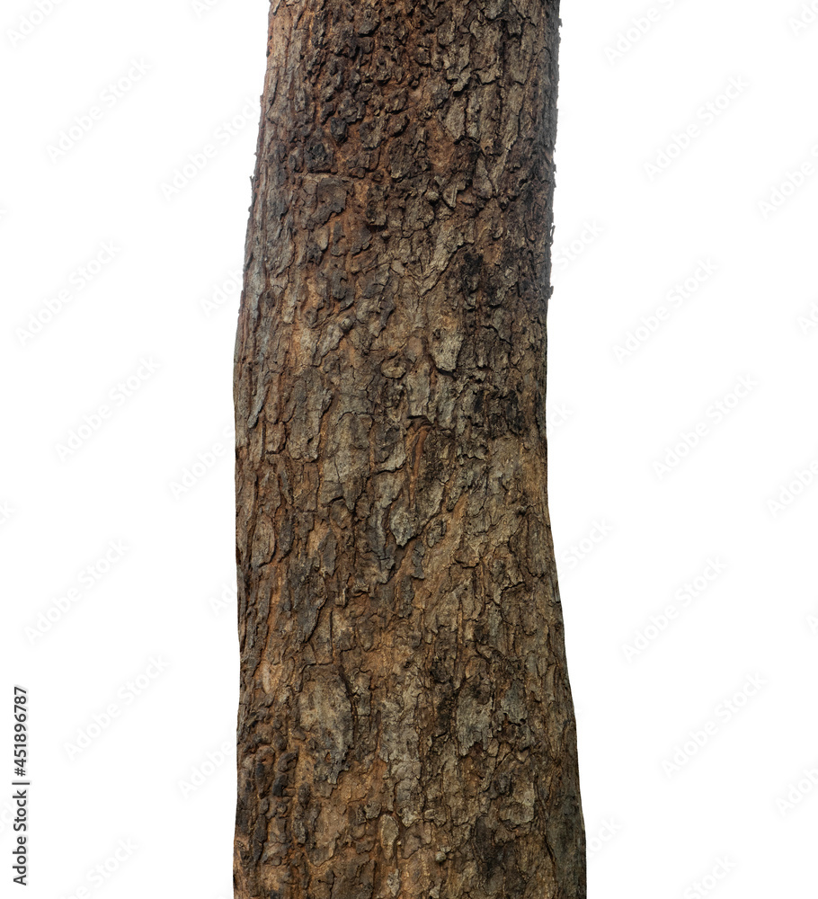 Aufkleber trunk of a tree isolated on white background