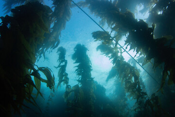 Fototapeta na wymiar Looking up at the surface of the ocean from within a kelp forest