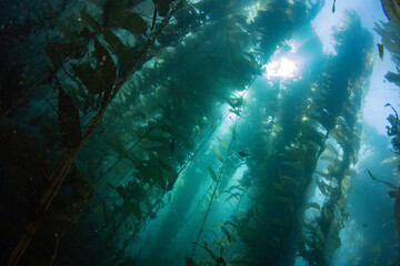 Sun shining through a kelp forest deep below the ocean's surface with fish swimming throughout © JamieLeePeterson