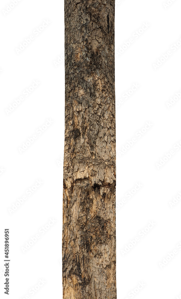Poster Trunk of a Tree Isolated On White Background