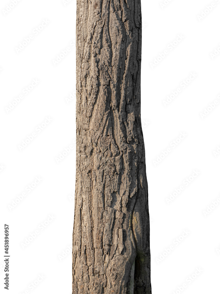 Aufkleber trunk of a tree isolated on white background