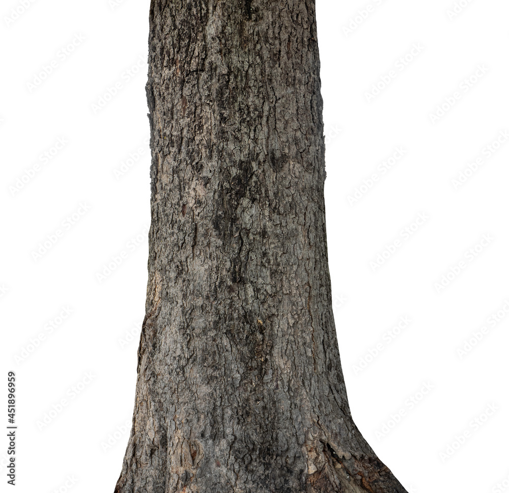 Poster trunk of a tree isolated on white background