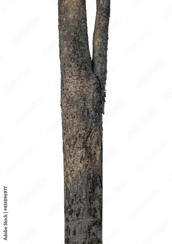 Poster trunk of a tree isolated on white background