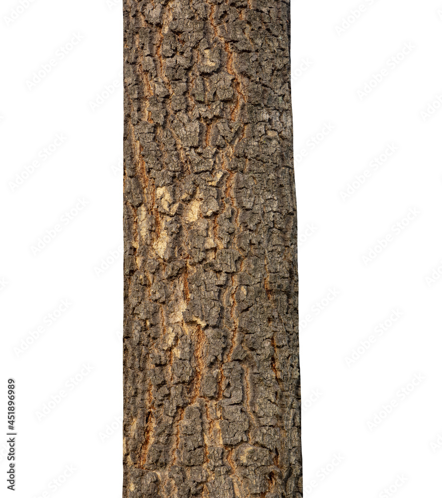 Poster trunk of a tree isolated on white background