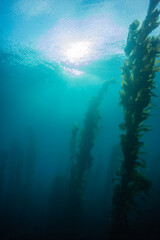 Looking up toward the sun and clouds from deep under the ocean next to a kelp forest